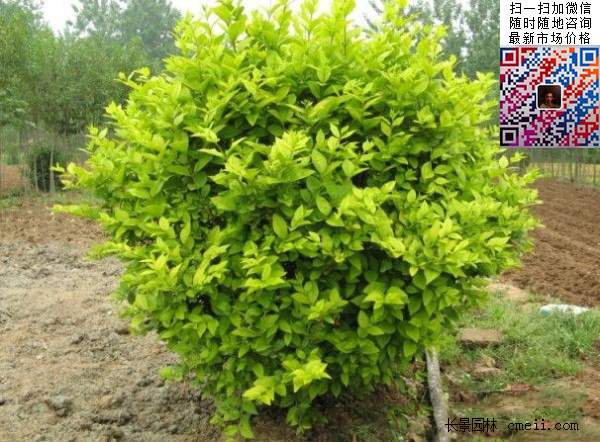 金葉女貞毛球--長景園林 金葉女貞毛球--長景園林