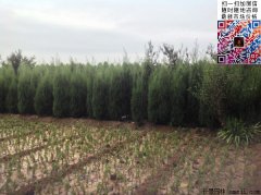 刺柏苗_刺柏樹(shù)苗_刺柏松價(jià)格