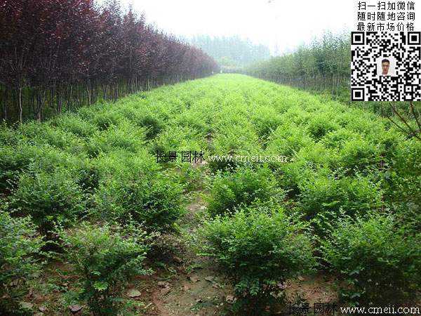 小葉女貞球 小葉女貞球