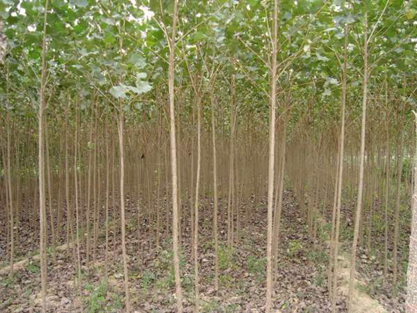 楊樹(shù)苗的實(shí)地拍攝圖片 楊樹(shù)苗的實(shí)地拍攝圖片