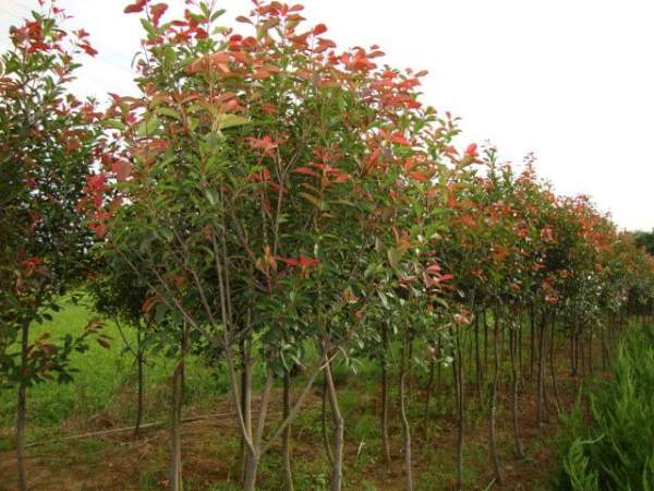 綠化苗木采購過程中需要注意哪些？