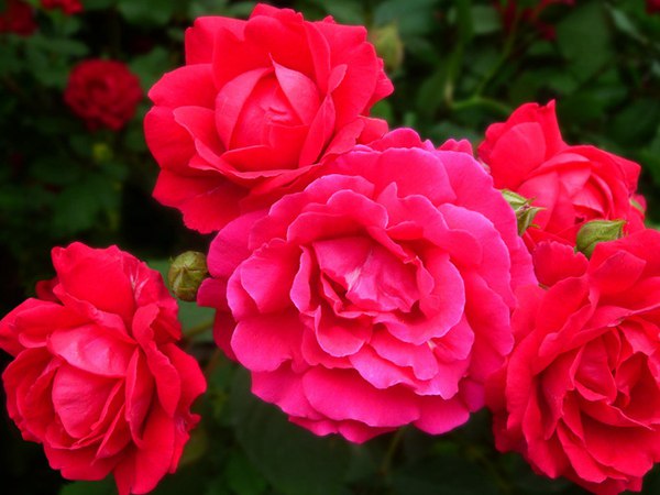 哪里有薔薇花苗賣？薔薇花苗批發