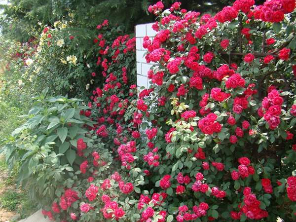 哪里有薔薇花苗賣？薔薇花苗批發