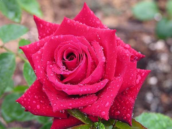 哪里有薔薇花苗賣？薔薇花苗批發