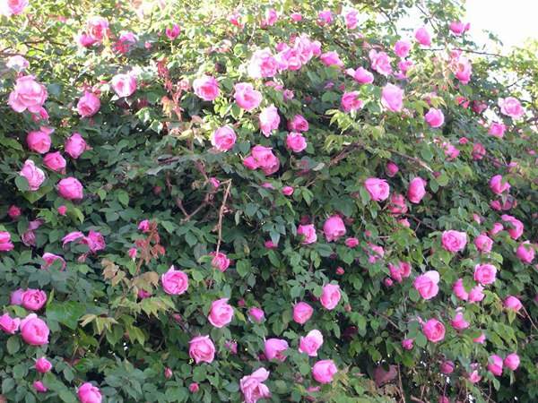 哪里有薔薇花苗賣？薔薇花苗批發