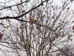 紫玉蘭價(jià)格 2022年紫玉蘭的新價(jià)格 