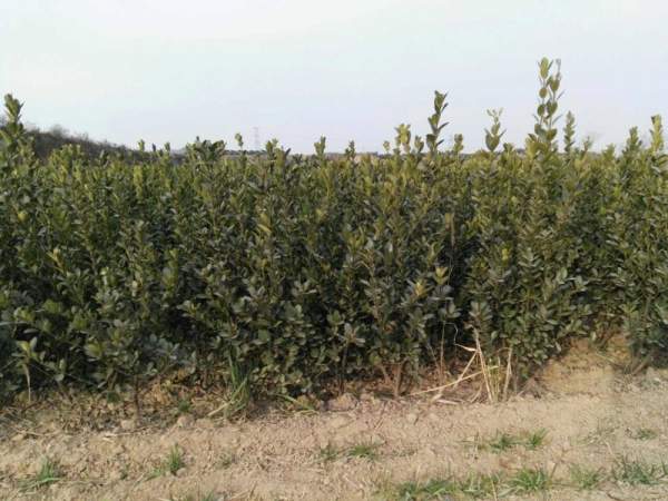 江蘇沭陽(yáng)大葉黃楊 江蘇沭陽(yáng)大葉黃楊