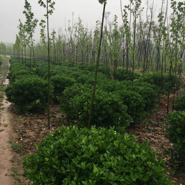 大葉黃楊球 大葉黃楊球