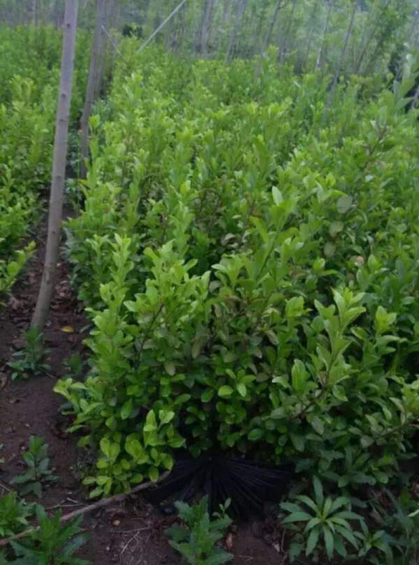 大葉黃楊苗 大葉黃楊苗