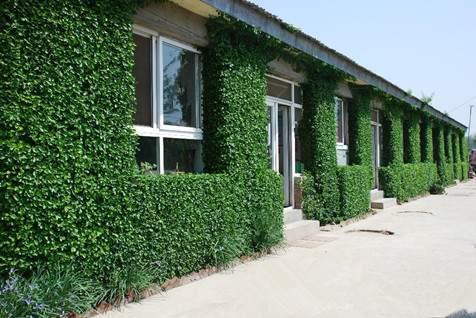 扶芳藤墻體綠化 扶芳藤墻體綠化