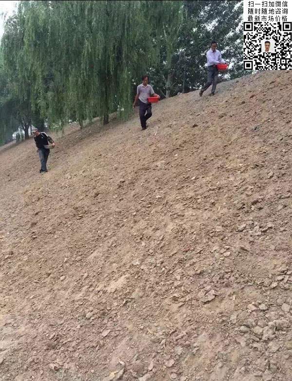 高羊茅草坪種子種植出的護坡綠化效果 高羊茅草坪種子種植出的護坡綠化效果