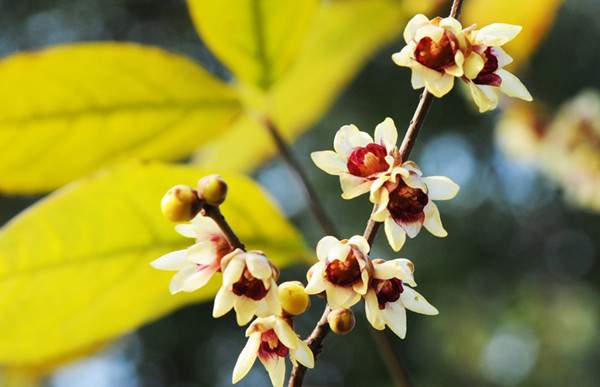 小花臘梅、狗牙梅）