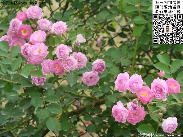粉團(tuán)薔薇花苗