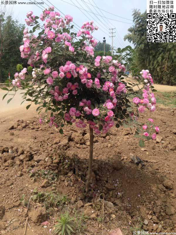 粉團(tuán)薔薇花苗