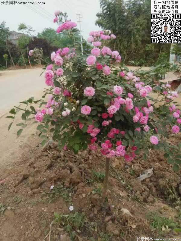 粉團(tuán)薔薇花苗