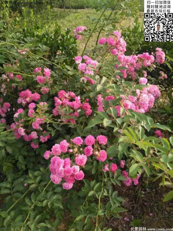 粉團(tuán)薔薇花苗