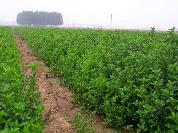 冬青小苗圖片基地實(shí)拍 冬青小苗圖片基地實(shí)拍