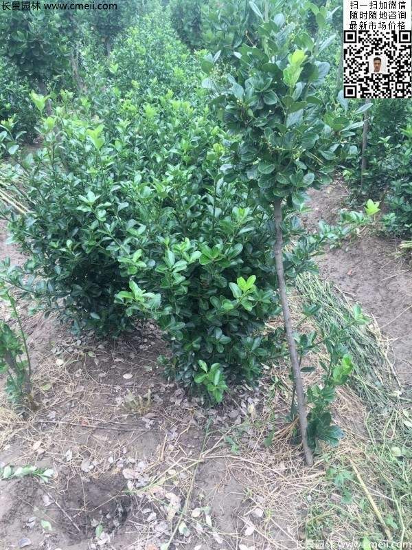 冠幅30公分40公分50公分大葉黃楊球 冠幅30公分40公分50公分大葉黃楊球