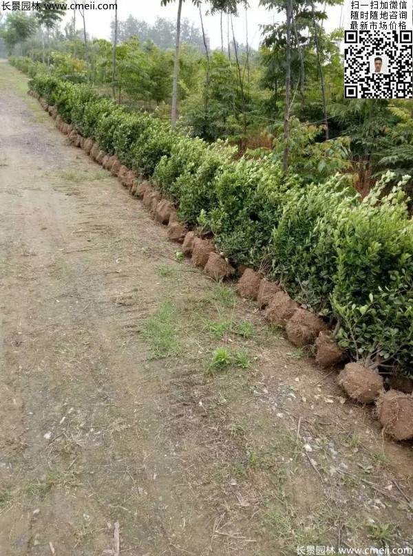 冠幅30公分40公分50公分大葉黃楊球 冠幅30公分40公分50公分大葉黃楊球