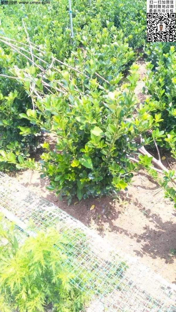 冠幅30公分40公分50公分大葉黃楊球 冠幅30公分40公分50公分大葉黃楊球