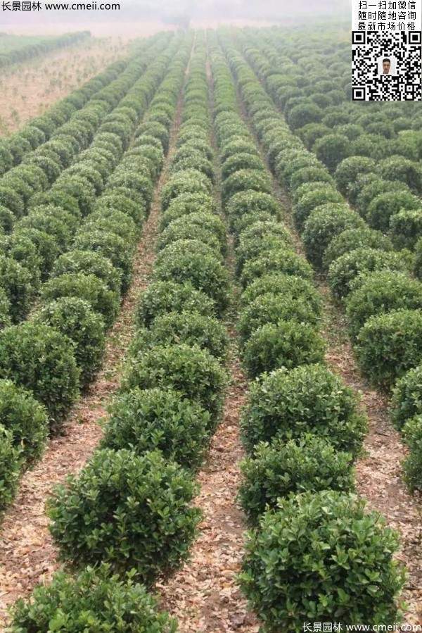 冠幅40公分50公分60公分大葉黃楊球 冠幅40公分50公分60公分大葉黃楊球