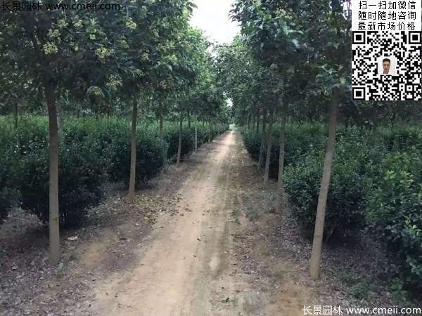 冠幅80公分和1米大葉黃楊球 冠幅80公分和1米大葉黃楊球