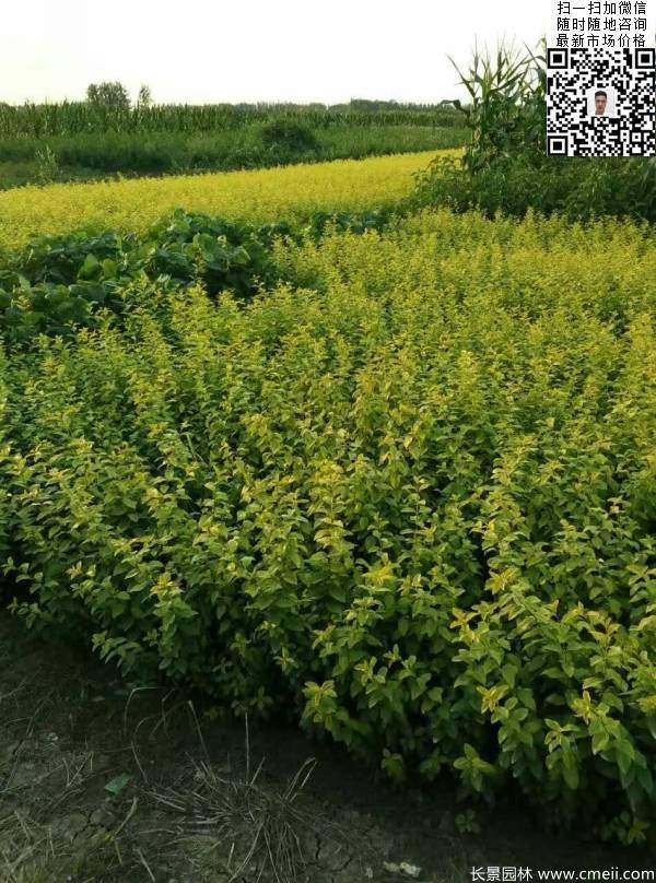 冠幅40公分50公分金葉女貞球圖片 冠幅40公分50公分金葉女貞球圖片