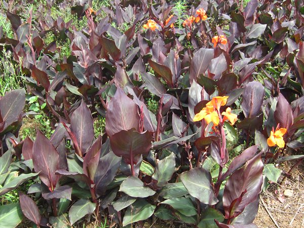 紫葉美人蕉基地實拍圖片 紫葉美人蕉基地實拍圖片