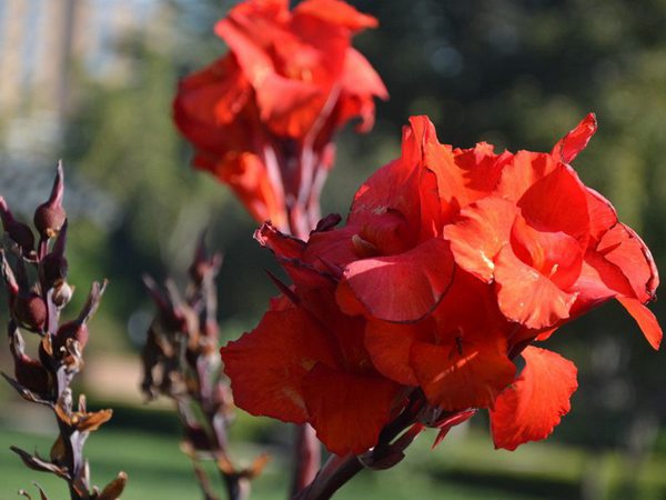 紫葉美人蕉基地實拍圖片 紫葉美人蕉基地實拍圖片