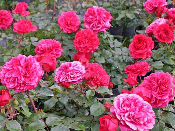 紅色達(dá)芬奇(開(kāi)花很多)