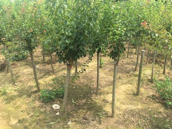 國內數一數二紅梅花產地，你知道幾個