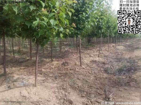 國內數一數二紅梅花產地，你知道幾個