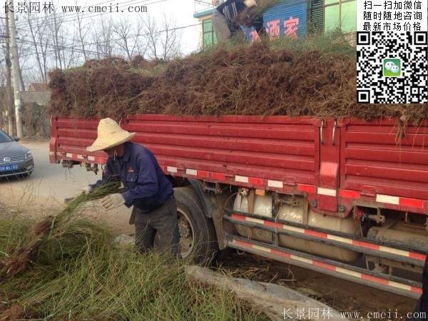棣棠基地--長(zhǎng)景園林 棣棠基地--長(zhǎng)景園林