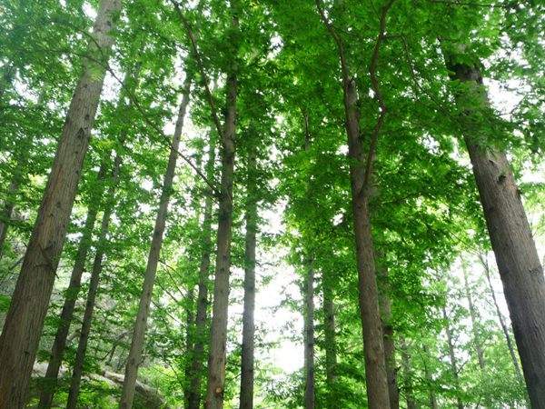 水杉樹(shù)美景