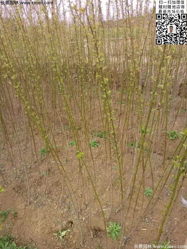 紅梅小苗 紅梅小苗