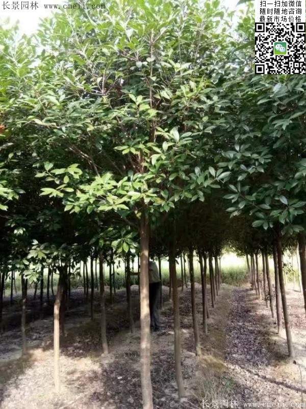 紅葉石楠--長景園林 紅葉石楠--長景園林