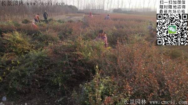 火棘--長景園林 火棘--長景園林