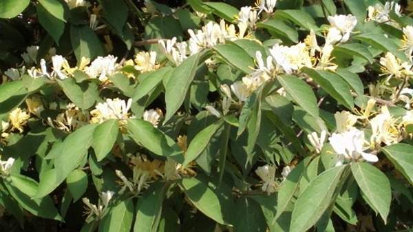 金銀木只要看一眼就迷上了,不信你就看看 金銀木只要看一眼就迷上了,不信你就看看