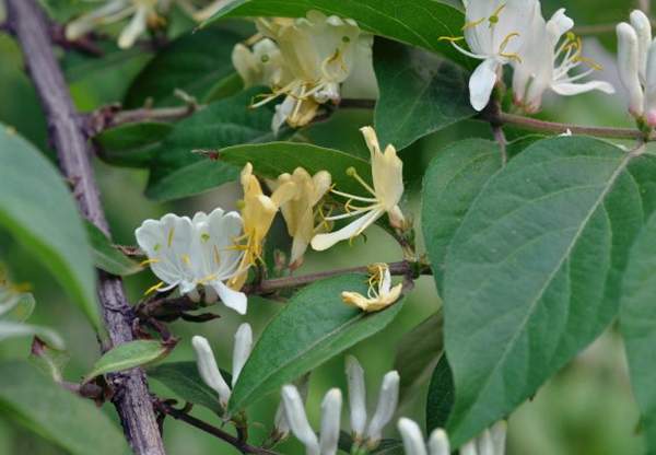 金銀木價格 金銀木價格