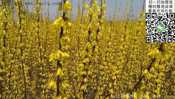 連翹--長景園林 連翹--長景園林