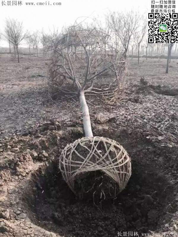 沭陽精品櫸樹 沭陽精品櫸樹