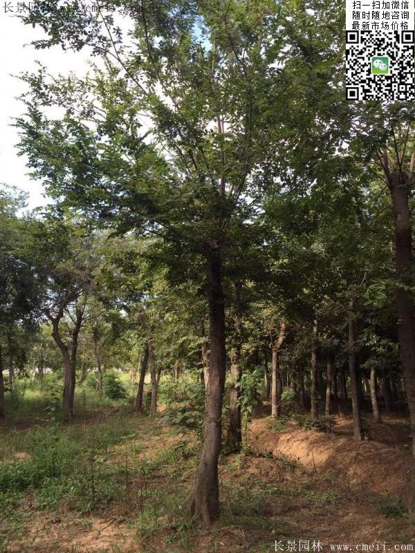 沭陽精品櫸樹 沭陽精品櫸樹