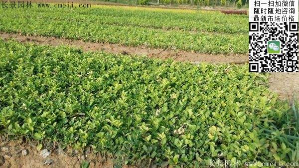 衛(wèi)矛--長(zhǎng)景 衛(wèi)矛--長(zhǎng)景