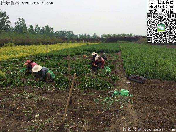 衛(wèi)矛--長(zhǎng)景 衛(wèi)矛--長(zhǎng)景