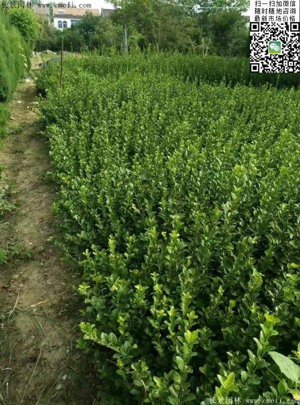 衛(wèi)矛--長(zhǎng)景 衛(wèi)矛--長(zhǎng)景