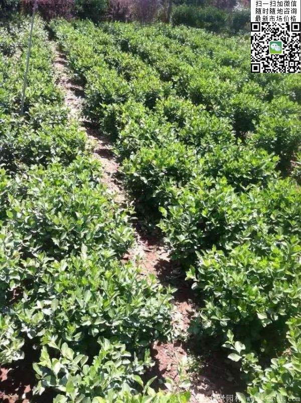 衛(wèi)矛--長(zhǎng)景 衛(wèi)矛--長(zhǎng)景