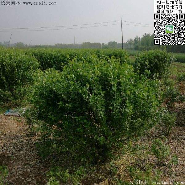 衛(wèi)矛--長(zhǎng)景 衛(wèi)矛--長(zhǎng)景