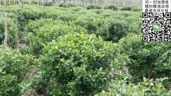 衛(wèi)矛--長(zhǎng)景 衛(wèi)矛--長(zhǎng)景