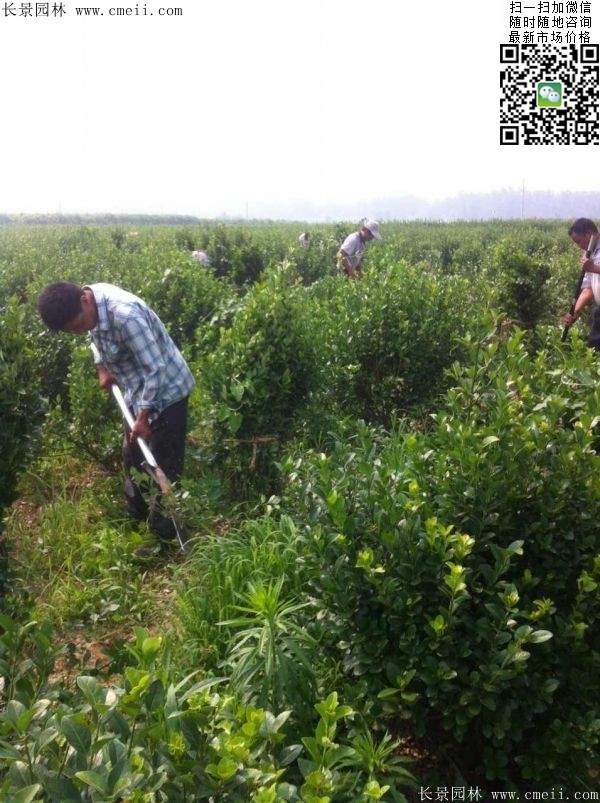 衛(wèi)矛--長(zhǎng)景 衛(wèi)矛--長(zhǎng)景