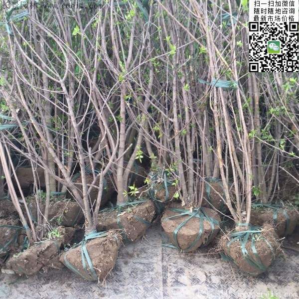 叢生臘梅樹 叢生臘梅樹